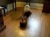 Dog Versus Pumpkin Video: Talullah's Intimidation Tactic