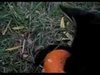 Dog Versus Pumpkin Video: Onyx's Keep-Away Tactic