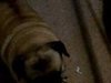 Pug Wants Yummy, Yummy Yummies!