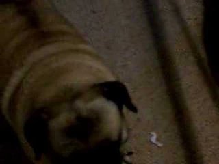 Pug Wants Yummy, Yummy Yummies!