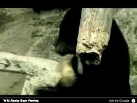 Video: Claude the Bear is a Whirly Twirly Sensation
