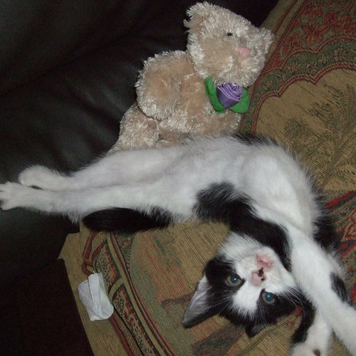 Don't mind me! I'm just going about my daily stretch routine.
Source: Flickr user bigpresh
Don't mind me! I'm just going about my daily stretch routine.
Source: Flickr user bigpresh