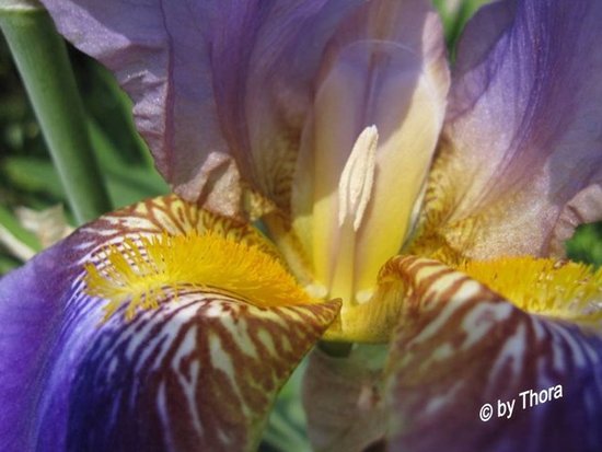 the original Iris - my pic
