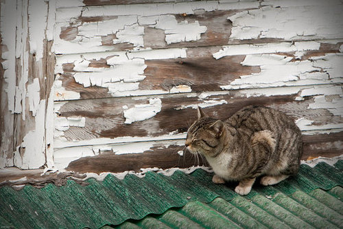 Source: Flickr user mackarus
Source: Flickr user mackarus