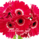 lolablooms