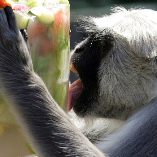 Pictures of Zoo Animals Keeping Cool During Summer Pictures of Zoo Animals Keeping Cool During Summer