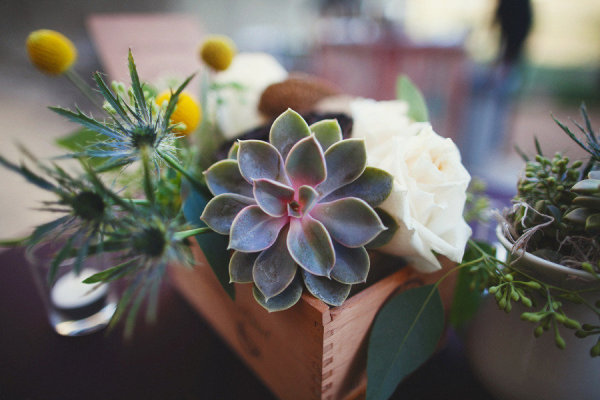 Grow Succulents For Favors Grow Succulents For Favors