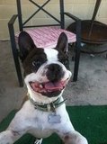 Boston Terrier LOVES his tennis ball