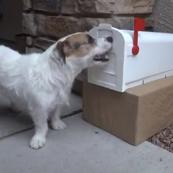 Jesse the Jack Russell's Useful Dog Tricks Video