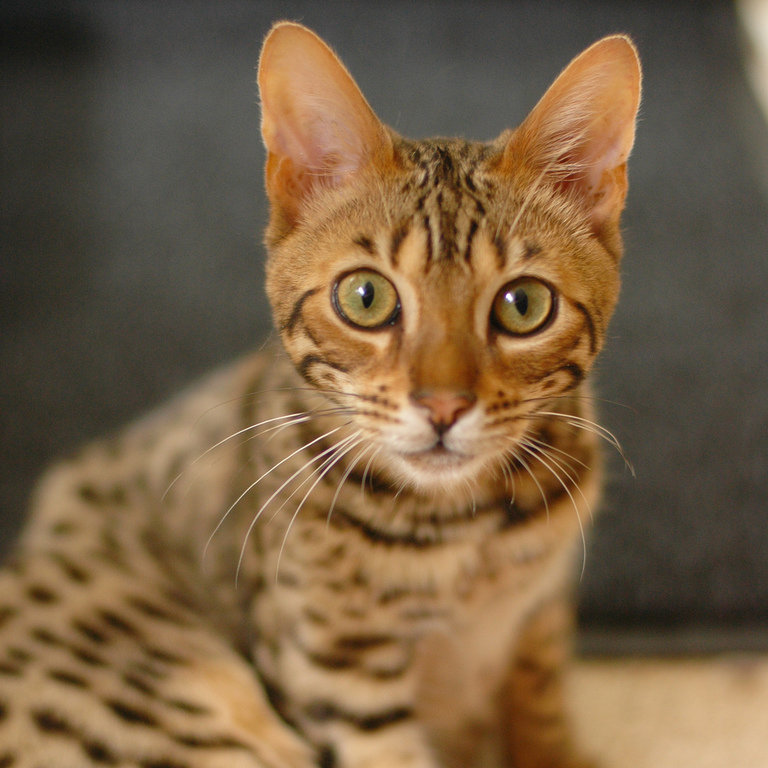 Pictures of Bengal Cats Pictures of Bengal Cats