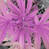 Hemp Beauty Benefits For Skin and Hair