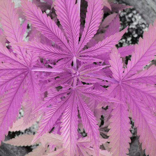Hemp Beauty Benefits For Skin and Hair