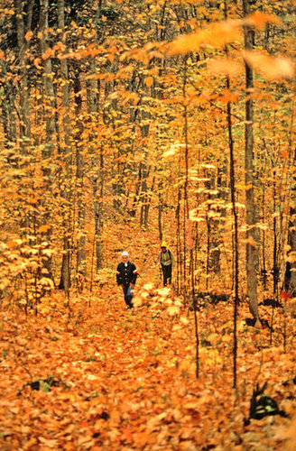 Walk in the Leaves Walk in the Leaves