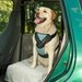 A Harness