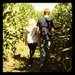 Wander a Corn Maze