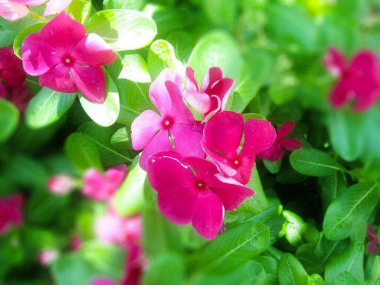 Lights beaming on the pink flower