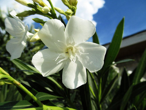 full bloom