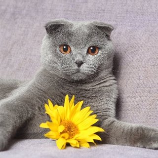 Which Fall Flowers Are Poisonous to Pets?