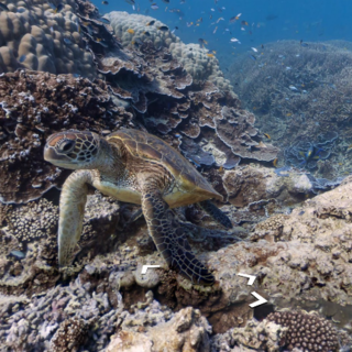 Google Maps Street View Underwater