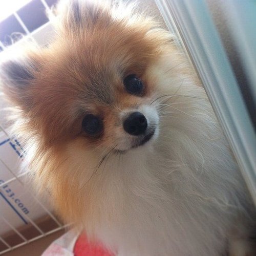 Pom or Fox? Pom or Fox?