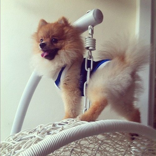 Who Says Toy Pups Can't Be Action Heroes? Who Says Toy Pups Can't Be Action Heroes?