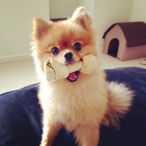 Big Dogs Aren't the "Bone-ly" Ones Who Like Rawhide! Big Dogs Aren't the "Bone-ly" Ones Who Like Rawhide!
