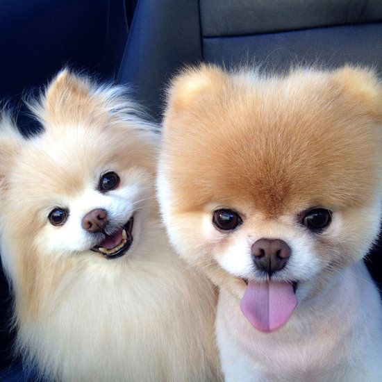 Flippin Love Pomeranians