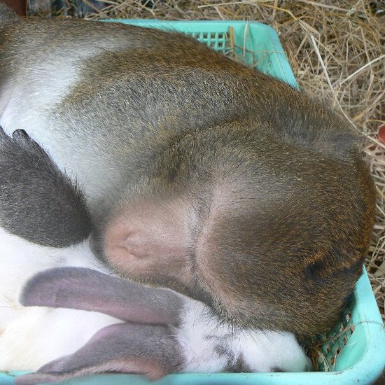 An Unconventional Love Story: When Monkey Meets Bunny . . . An Unconventional Love Story: When Monkey Meets Bunny . . .