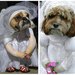 Here Come the Brides
