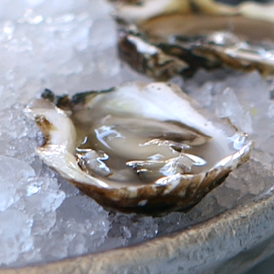 From Shopping to Shucking: All About Oysters