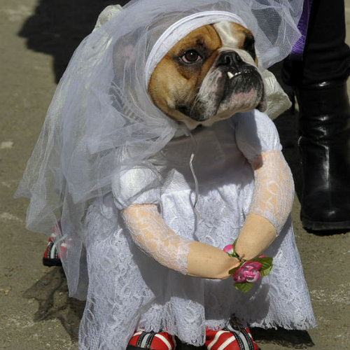Cute Animals in Halloween Costumes