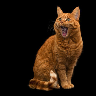 Pet Safety Tips For Halloween