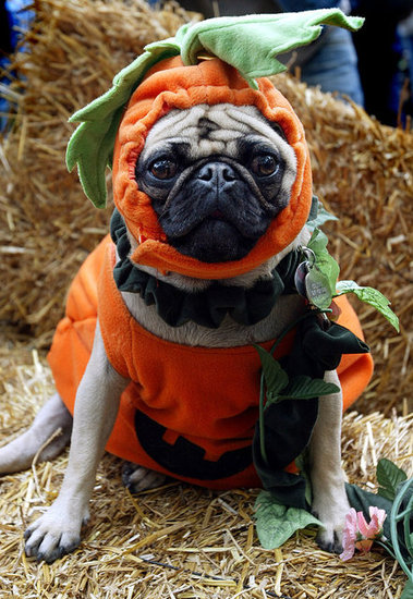 Pet Costumes Pet Costumes
