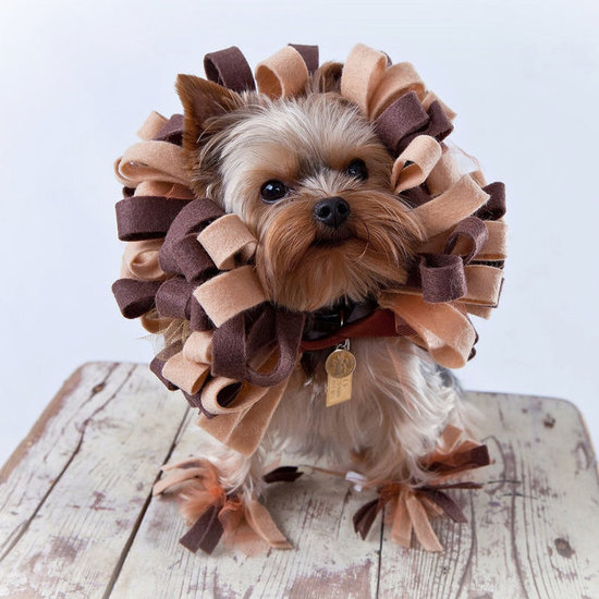 Cheap DIY Pet Costume Ideas Cheap DIY Pet Costume Ideas