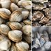 Bivalves