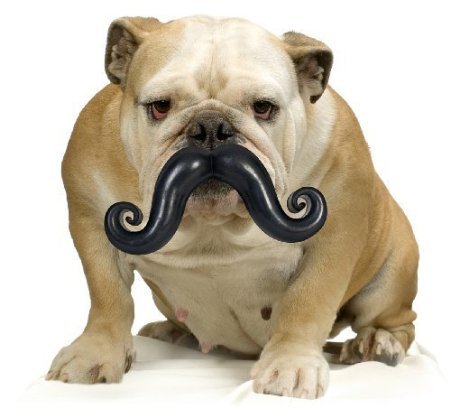 Moody Pet Humunga Stache Dog Toy Moody Pet Humunga Stache Dog Toy