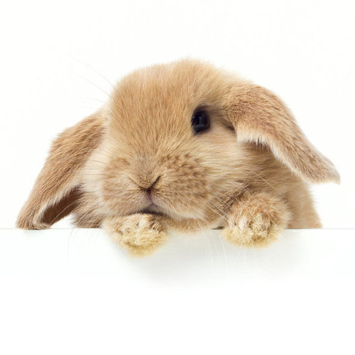 PETA Grant to Help End Animal Testing in China
