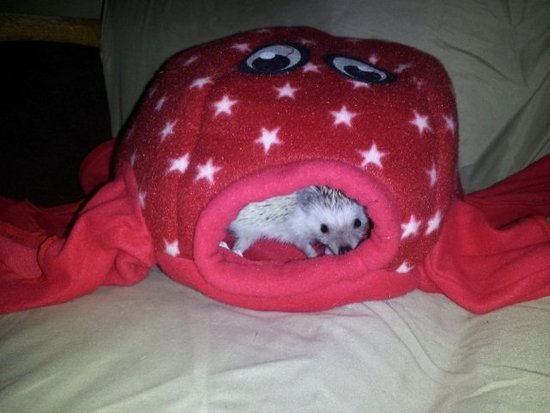 Peek a Boo Hayley