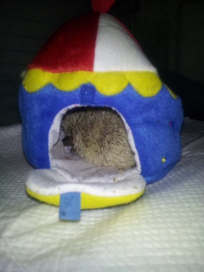 Big Top Hayley