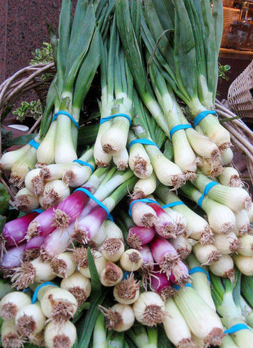 Spring Onions Spring Onions