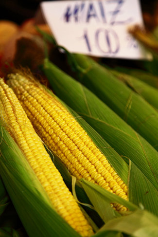 Corn Corn