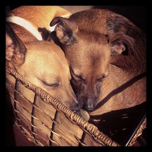 Puppy Love Puppy Love