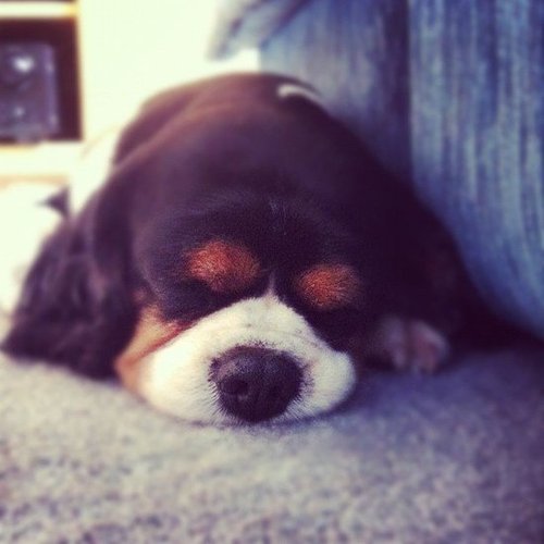 Serious Snooze Serious Snooze