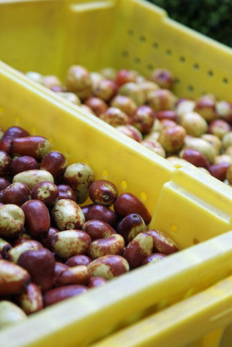 Jujube Dates Jujube Dates