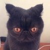 Cute Smush-Faced Cats