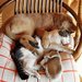 Snooze Time