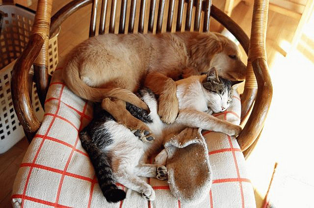 Snooze Time Snooze Time