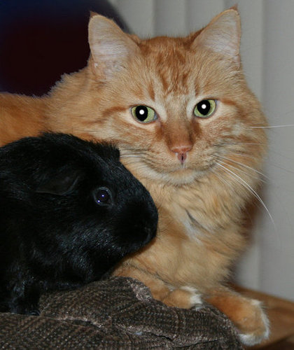 Who's Ready For a Cuddle? Who's Ready For a Cuddle?
