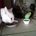 Lunch Date