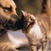 Kiss, Kiss